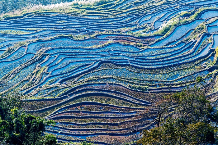 元阳坝达梯田