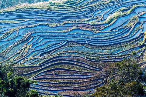 元阳坝达梯田 元阳坝达梯田