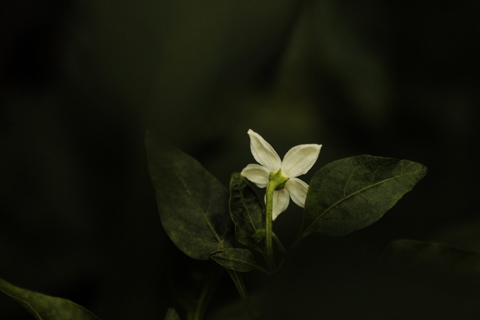 自然 花朵 植物 开花 花瓣 绿色