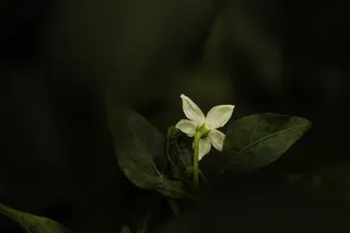 自然 花朵 植物 开花 花瓣 绿色