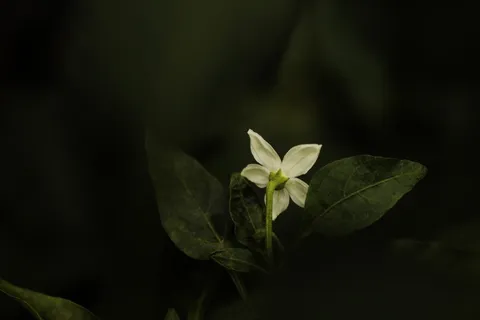 自然 花朵 植物 开花 花瓣 绿色 自然 花朵 植物 开花 花瓣 绿色