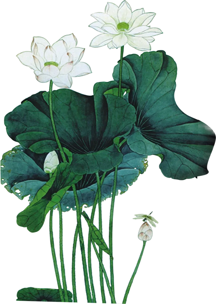 荷叶古典元素传统