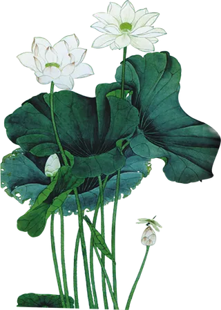 荷叶古典元素传统