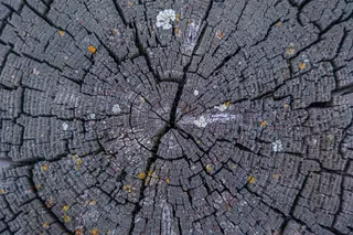 树干纹理特写镜头图片