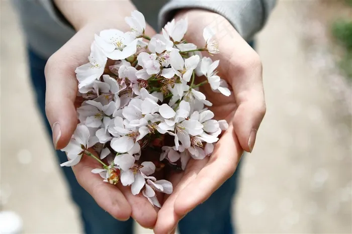 手中的鲜花图