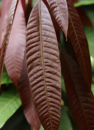 红色叶子背景素材
