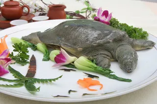 生炒野生甲鱼68元