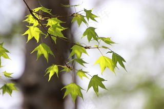 绿色枫树叶桌面壁纸图片