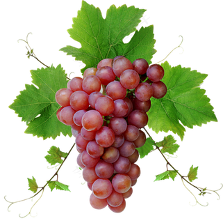 葡萄免抠素材 (3)