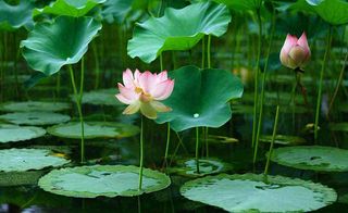 夏天荷花池荷叶清爽 ，夏至小暑大暑摄影图