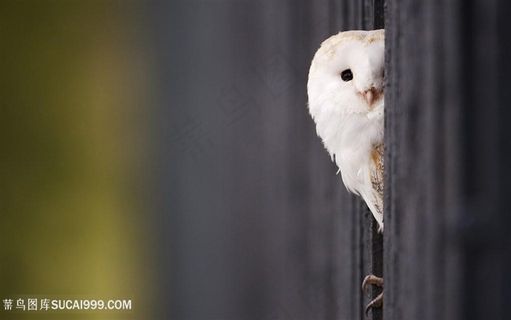 高清唯美侧脸白猫头鹰摄影图片