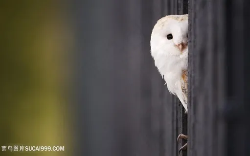 高清唯美侧脸白猫头鹰摄影图片