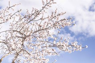 树枝上美丽的樱花