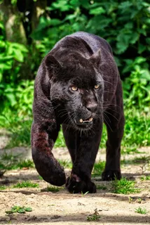 森林中行走的黑豹