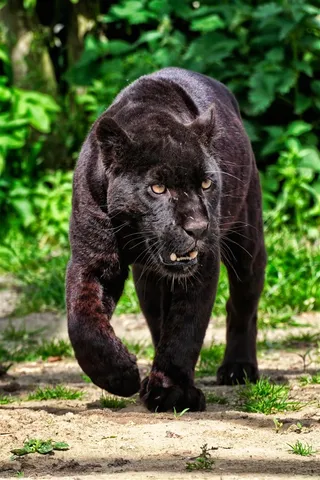 森林中行走的黑豹