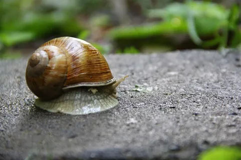 蜗牛与户外景色素材 蜗牛与户外景色素材