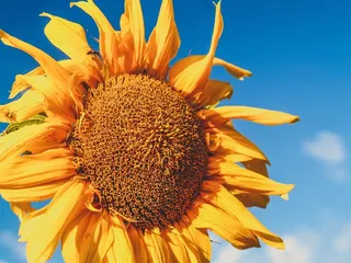 黄色向日葵摄影素材