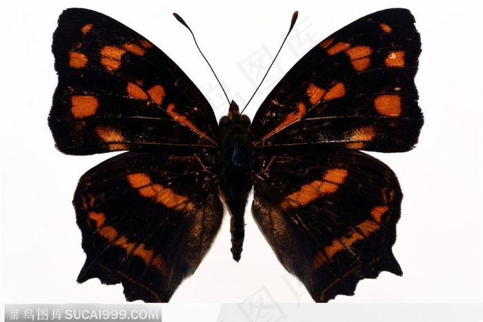 蝴蝶标本（彩色蝶）