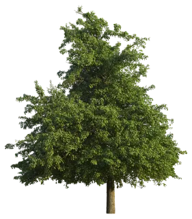 高清树木素材 免抠PSD植物素材 美术绘画园林贴图 树草灌木花草