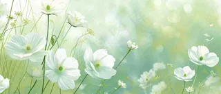 清新白色小花野花野草春天萌芽手绘，春分