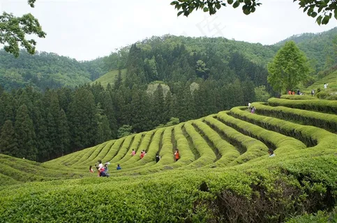 茶园游玩嬉戏 茶园游玩嬉戏