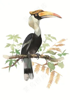 树枝上的长嘴鸟素材