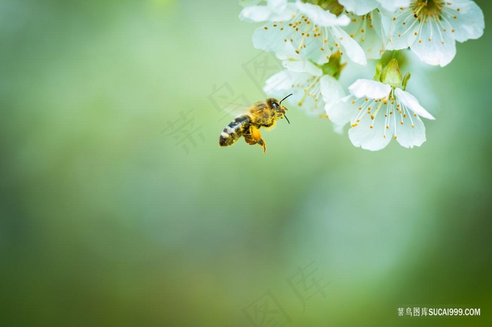 飞动的蜜蜂与花朵昆虫图片