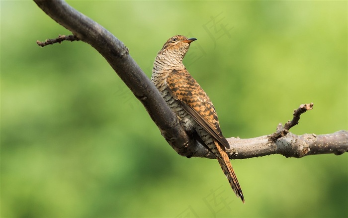 鸟类大全八声杜鹃