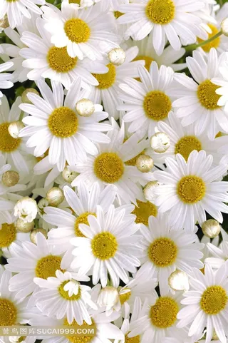 白色菊花图片下载
