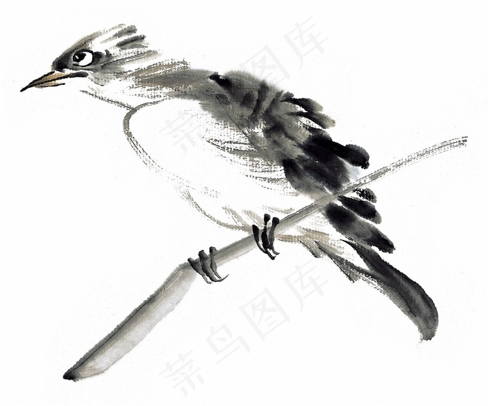 国画鸟绘画摄影图片