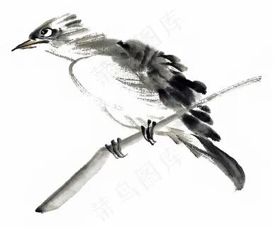 国画鸟绘画摄影图片