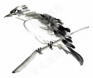 国画鸟绘画摄影图片