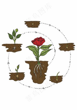 玫瑰花 植物生产流程