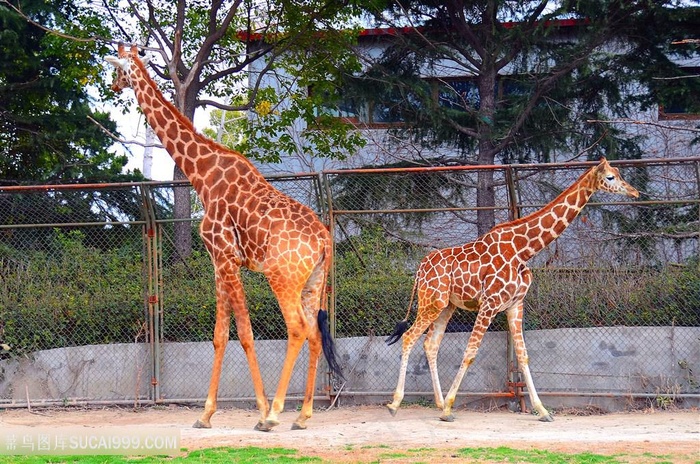 动物园的长颈鹿