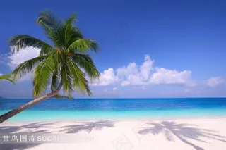 椰树沙滩海面摄影风景图片