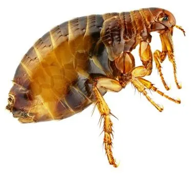 跳蚤 PNG免抠(373x340)