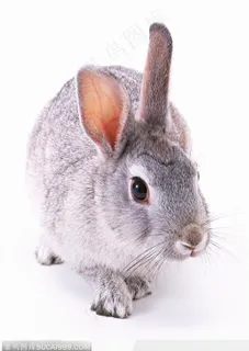 动物表情特写-可爱的灰兔子