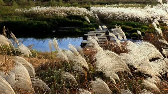 银色的草地上, 芦苇, 秋天, 石桥, 秋风, 秋风景