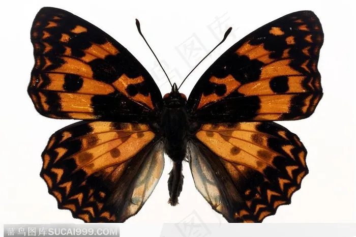 蝴蝶标本（彩色蝶）