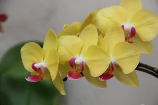 黄色蝴蝶兰鲜花图片