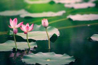 绿色清爽荷花节气背景