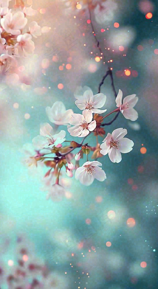 春天唯美清新白色鲜花樱花，文艺新鲜浪漫情人节摄影图(816x1488)