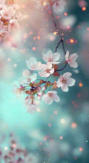 春天唯美清新白色鲜花樱花，文艺新鲜浪漫情人节摄影图