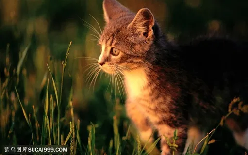 可爱猫咪-夕阳下可爱的小猫 可爱猫咪-夕阳下可爱的小猫