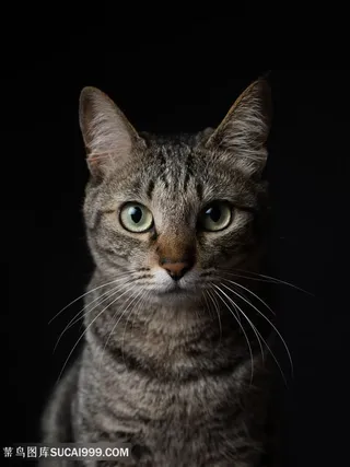 黑色背景萌宠猫咪图片