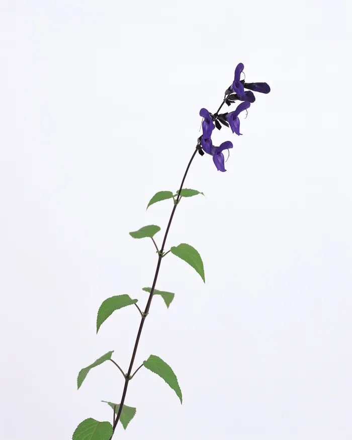 插花造型十二