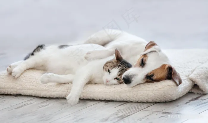 睡卧的小猫小狗摄影图片