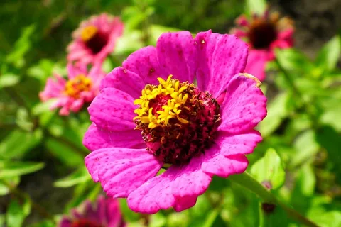 百日草花朵灿烂图片 百日草花朵灿烂图片