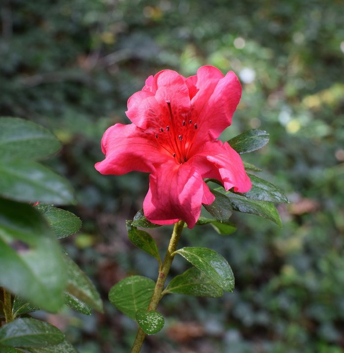 红色野杜鹃花图片