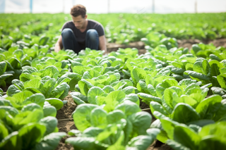 菜园蔬菜白菜摄影图